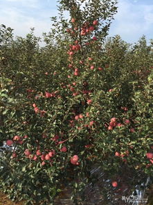 正宗山東煙臺(tái)紅富士一級(jí)果上市，新鮮水果零售