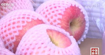 記者探秘 水果價(jià)格為何比肉貴？果市‘漲聲一片’背后真相解密