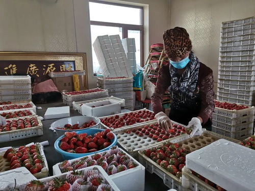 千金鄉(xiāng)草莓 春日的甜蜜饋贈(zèng)，帶來新鮮水果零售新體驗(yàn)