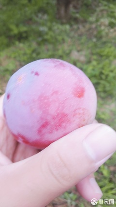 【農人直供】酸甜可口，一口咬下當季鮮！—— 原產地直發黃肉紅布林李子品鑒