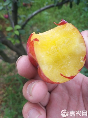 【農(nóng)人直供】源自原產(chǎn)地的酸甜饋贈 當季新鮮黃肉紅布林李子