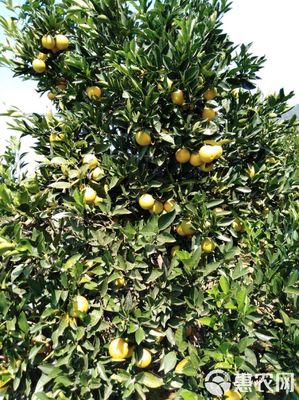 麻陽冰糖橙 55mm以上精選果，新鮮零售的甜蜜誘惑